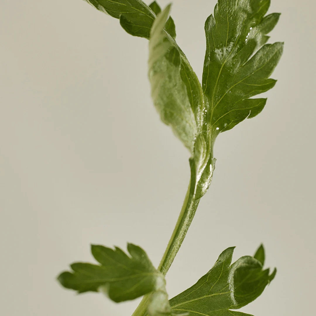 Matte Sun Stick : Mugwort+Camelia (SPF 50+ PA++++)